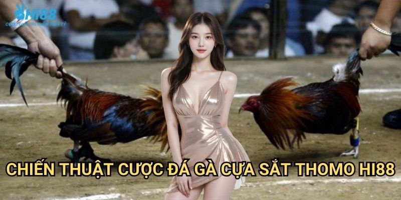 Đá gà cựa sắt Thomo Hi88 - Đấu trường khốc liệt của những chiến kê 3 Chiến thuật cược đá gà cựa sắt Thomo Hi88