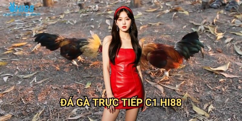 Đá gà trực tiếp C1 Hi88 - Giải đấu cao cấp với gà chiến hàng đầu 1 Đá gà trực tiếp C1 Hi88 - Giải đấu cao cấp với gà chiến hàng đầu