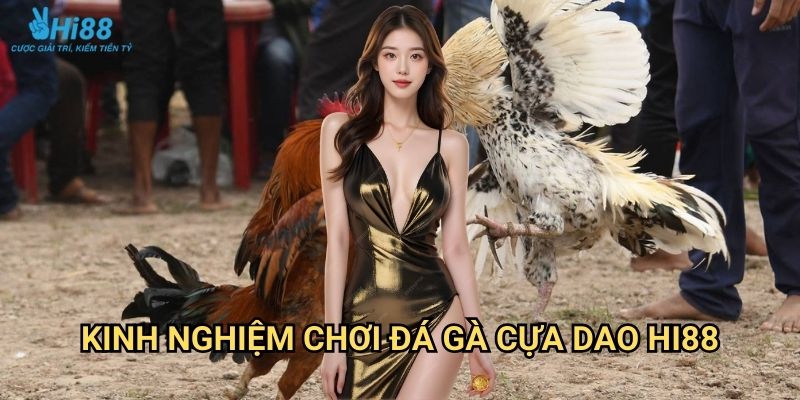Đá gà cựa dao Hi88 - Môn thể thao truyền thống đỉnh cao Đông Nam Á 3 Kinh nghiệm chơi đá gà cựa dao Hi88