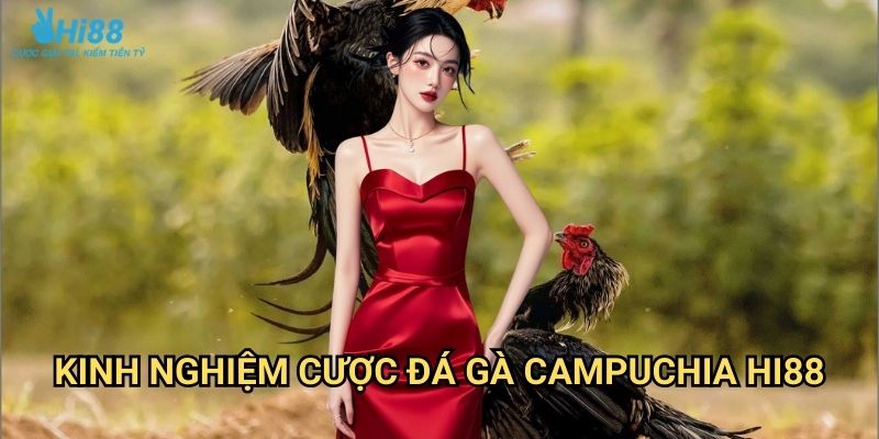 Đá gà Campuchia Hi88 - Sân chơi cá cược gà chọi chuyên nghiệp 3 Kinh nghiệm cược đá gà Campuchia Hi88